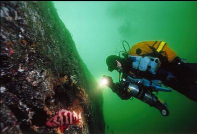 TIGER AND QUILLBACK ROCKFISH ON WALL