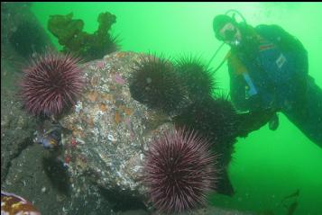 URCHINS AND ROCKFISH