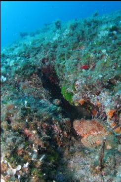 SCORPION FISH