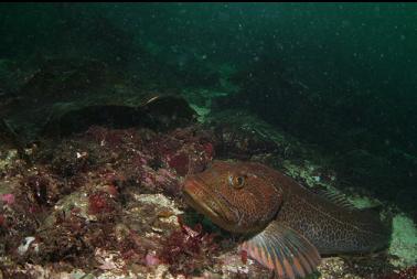 lingcod