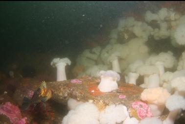 plumose anemones on ledge