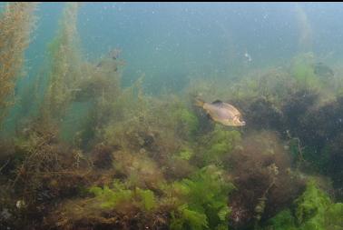 perch and seaweed