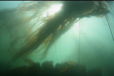 kelp