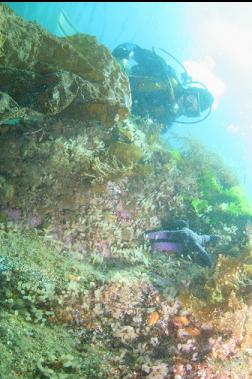 tunicates and seastar in shallows