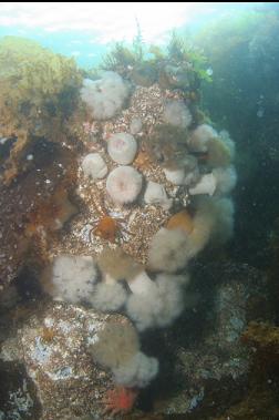 kelp crab and anemones near surface