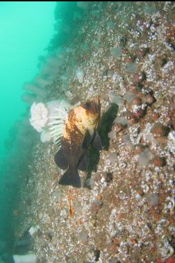 quillback rockfish on side of hull