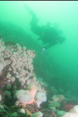 anemones on reef