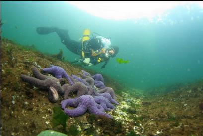 seastars near shore