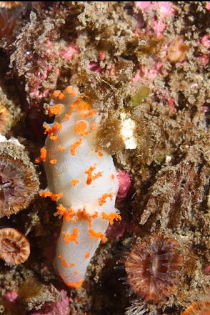 clown nudibranch in the shallows