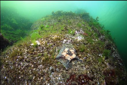 seastar in the shallows