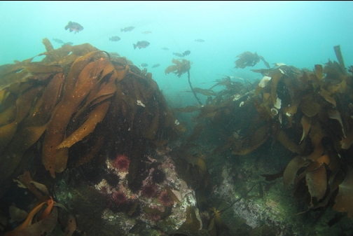 stalked kelp and rockfish