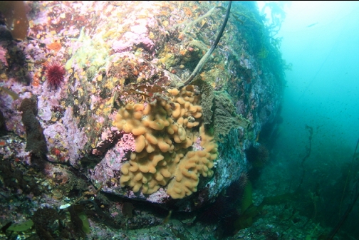 tunicates