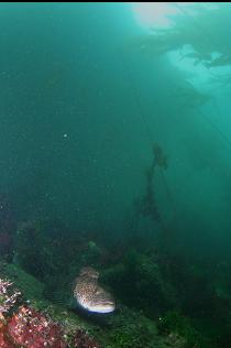 LINGCOD UNDER KELP