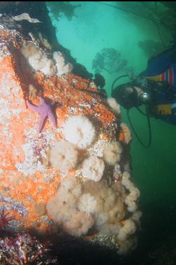 ANEMONES UNDER LEDGE IN SHALLOWS