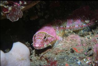 SCULPIN