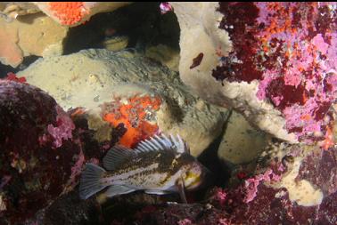 copper rockfish