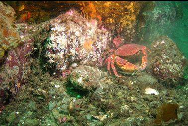 buffalo sculpin next to red rock crab