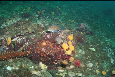 swimming scallops and kelp greenling in channel