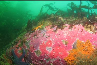 hydrocorals in shallows