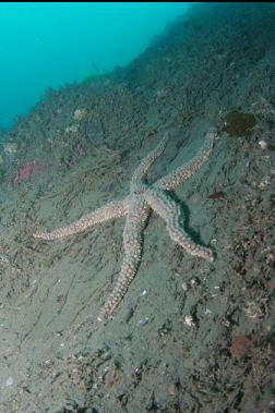 seastar on silty reef