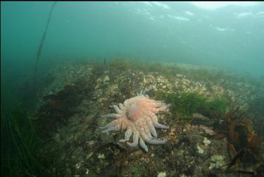 sunflower star near surface