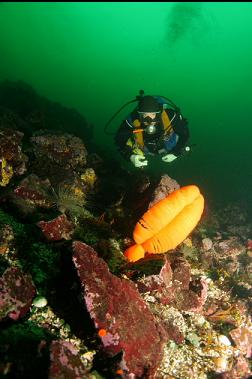 sea pen