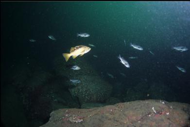 rockfish