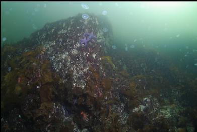 moon jellies in shallows