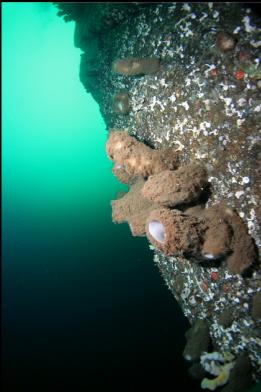 boot sponges on wall