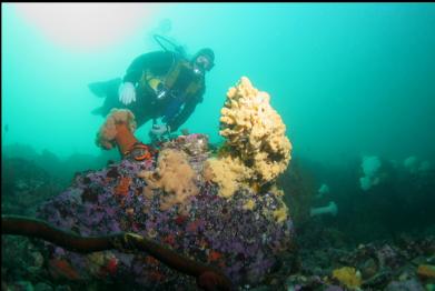 yellow sponge at bottom of reef