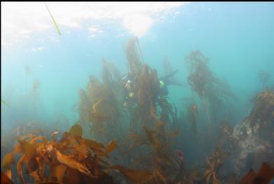 swimming behind young bull kelp