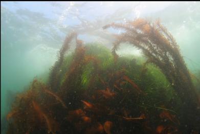 surfgrass and kelp near surface