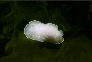 nudibranch on lettuce kelp