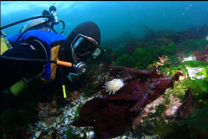 alabaster nudibranch