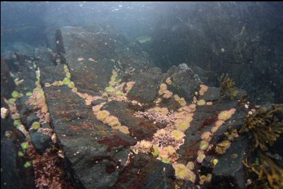 anemones under boat