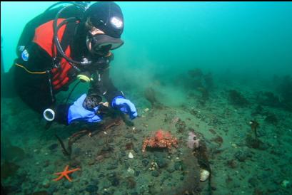 small Puget Sound king crab