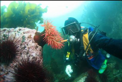 fish-eating anemone