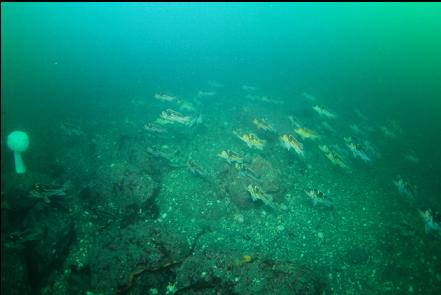 lots of copper rockfish