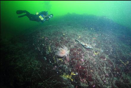 crimson anemone and lingcod