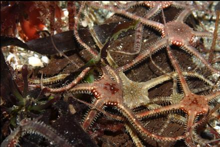 brittle stars