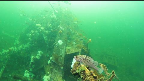 brown rockfish on the stem post