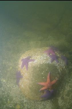 SEASTARS ON BOULDER NEAR SURFACE