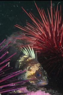 QUILLBACK ROCKFISH AND URCHINS