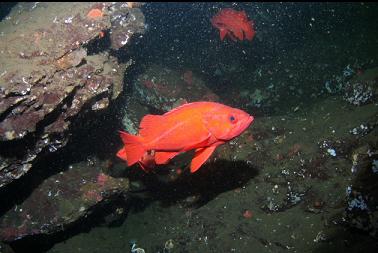 VERMILION ROCKFISH