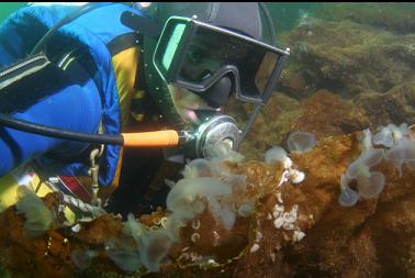 hooded nudibranchs