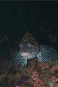 KELP GREENLING