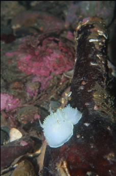 NUDIBRANCHS ON BOTTLE