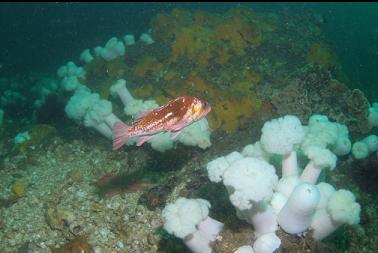 copper rockfish