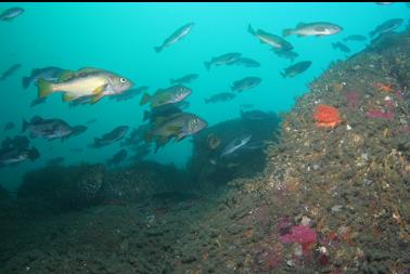 rockfish and swimming anemone on wall