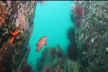 vermilion rockfish